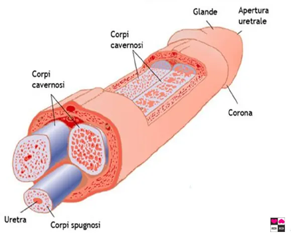 Anatomia dei corpi cavernosi e spugnosi