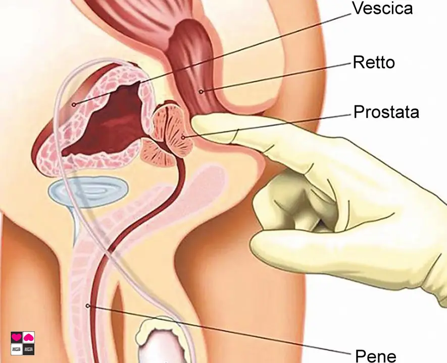 Dove si trova Prostata e Genitali